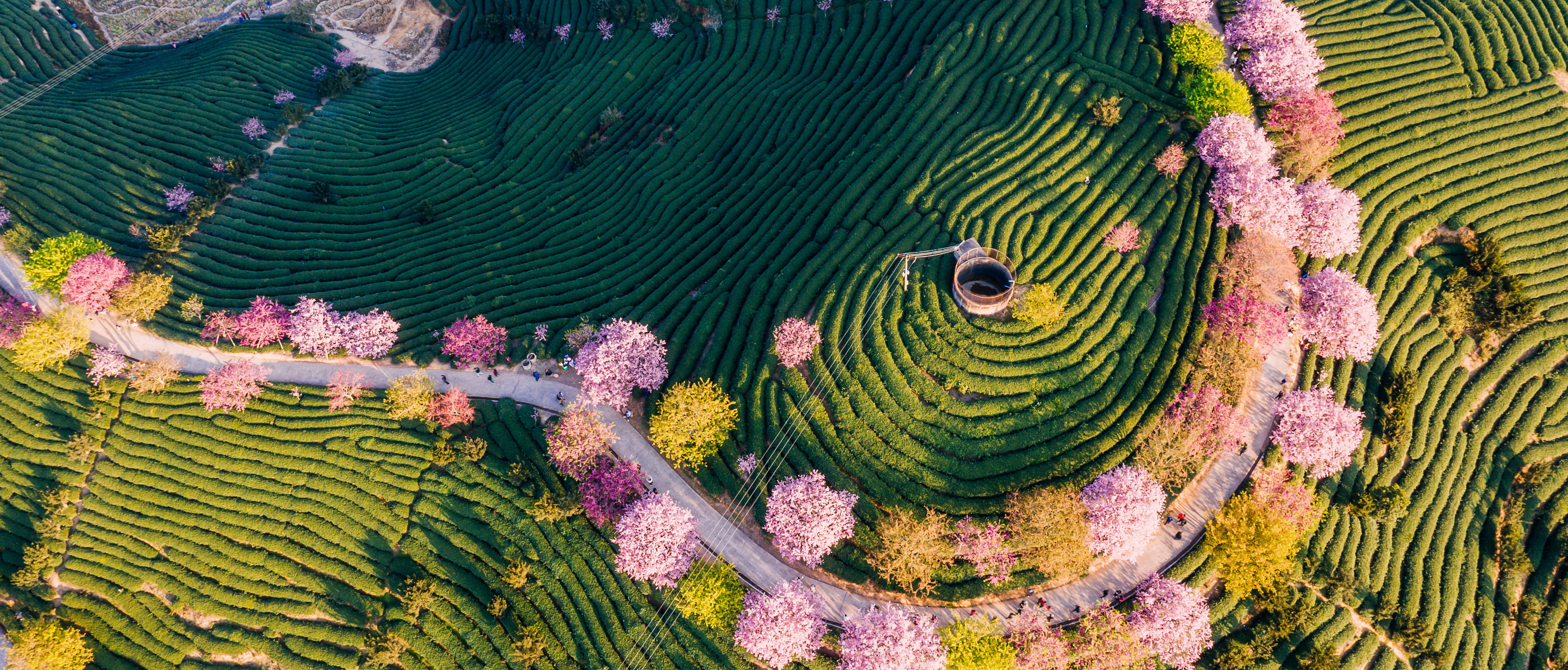 Hotspots for spring hiking and flower viewing